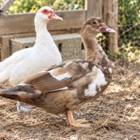 Cane barbarie tricolore chocolat – coloris rare