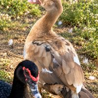 Cane barbarie tricolore chocolat – coloris rare #2