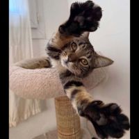 Ava, adorable chaton à l'adoption