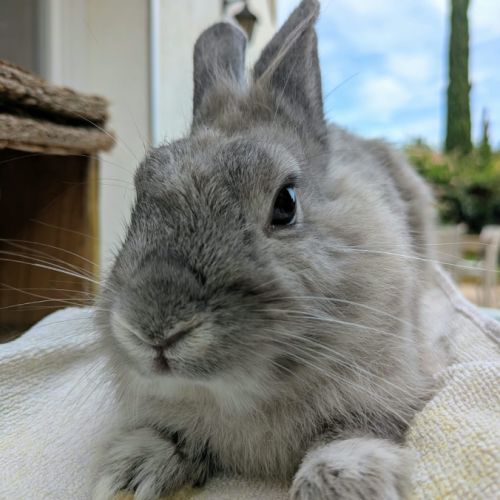 Teddy - lapin mâle #0
