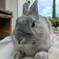 Teddy - lapin mâle