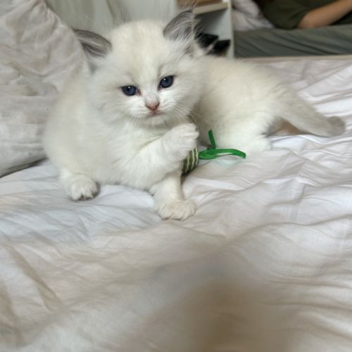 Magnifiques chatons ragdoll loof #1