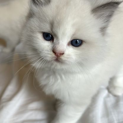 Magnifiques chatons ragdoll loof #2