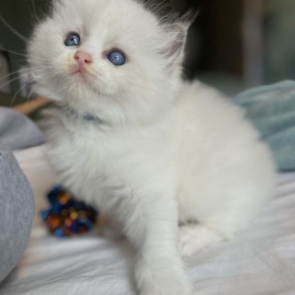 Magnifiques chatons ragdoll loof #4