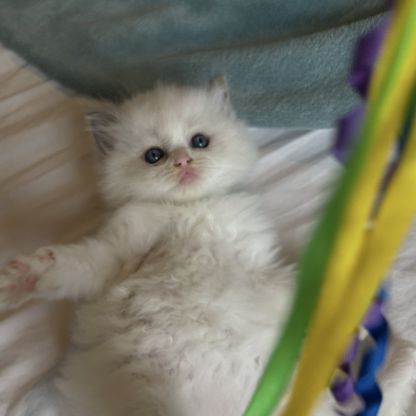 Magnifiques chatons ragdoll loof #6