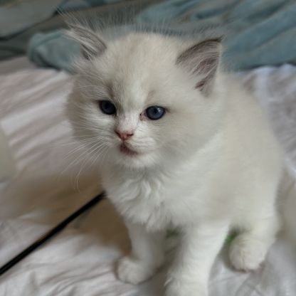 Magnifiques chatons ragdoll loof #7