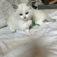Magnifiques chatons ragdoll loof #1