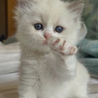 Magnifiques chatons ragdoll loof #3