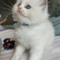 Magnifiques chatons ragdoll loof #5