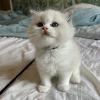 Magnifiques chatons ragdoll loof #8