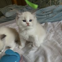 Magnifiques chatons ragdoll loof