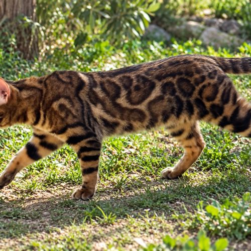 Mâle bengal adulte castré #1