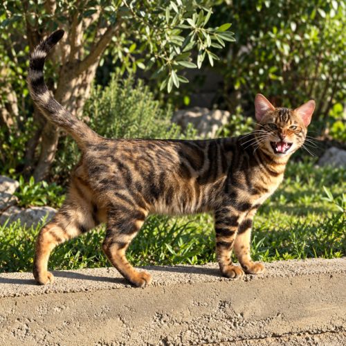 Mâle bengal adulte castré #2