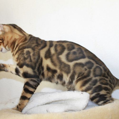Mâle bengal adulte castré #0