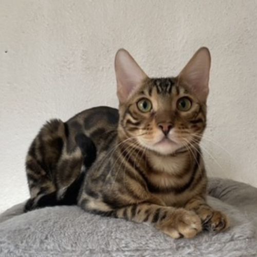 Mâle bengal adulte castré #4