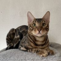 Mâle bengal adulte castré #4