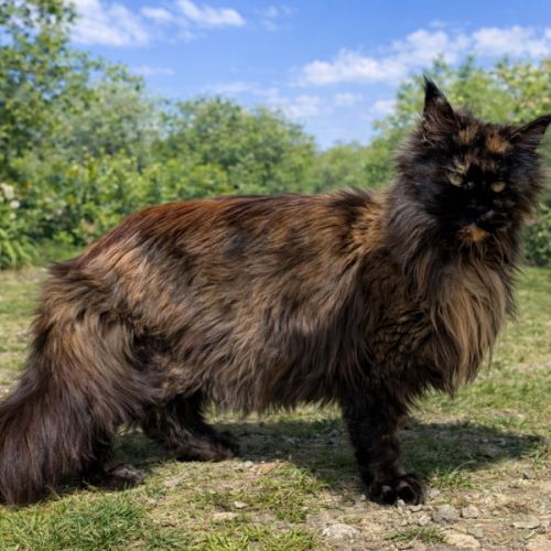Femelle maine coon adulte #1