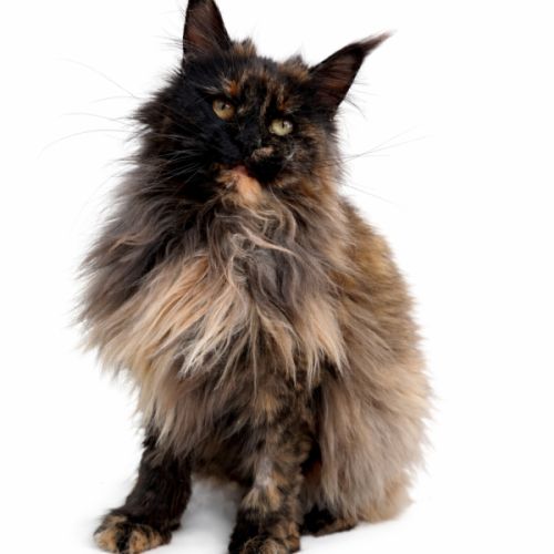 Femelle maine coon adulte #0
