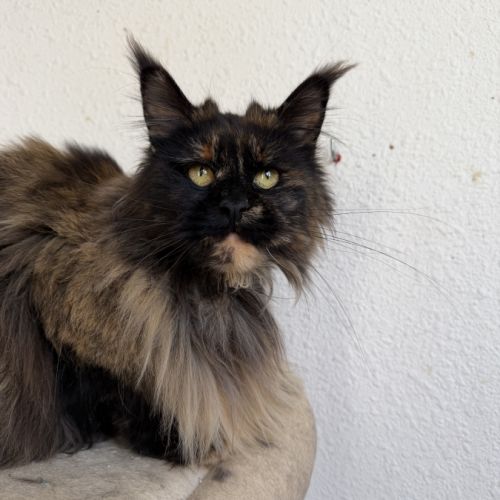 Femelle maine coon adulte #3