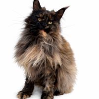 Femelle maine coon adulte