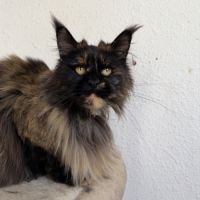 Femelle maine coon adulte #3