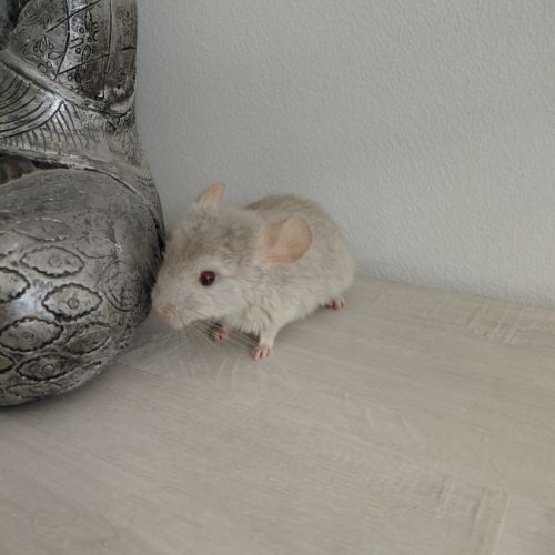 Chinchilla #1