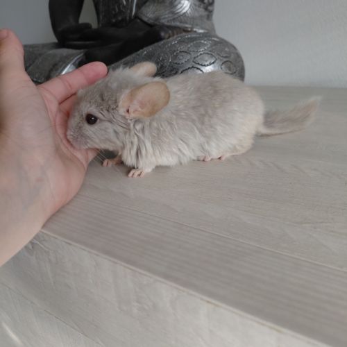 Chinchilla #2
