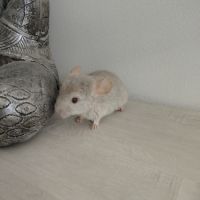 Chinchilla #1