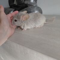 Chinchilla #2