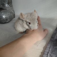 Chinchilla