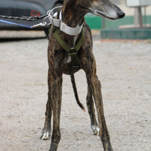 Chencho, 5 ans, un cœur sur pattes à adopter ! ❤️ #1