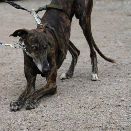 Chencho, 5 ans, un cœur sur pattes à adopter ! ❤️ #2