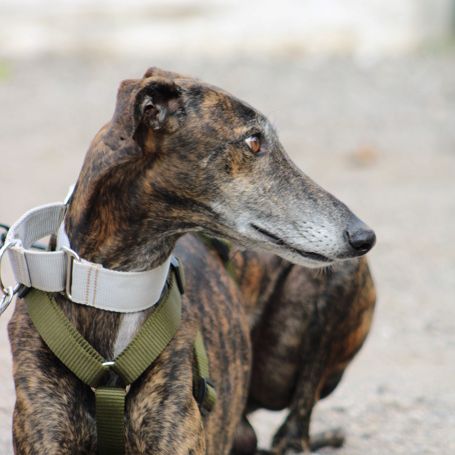 Chencho, 5 ans, un cœur sur pattes à adopter ! ❤️ #4