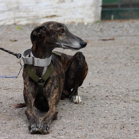 Chencho, 5 ans, un cœur sur pattes à adopter ! ❤️ #5