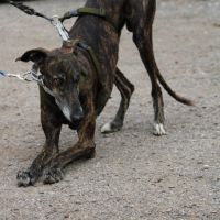 Chencho, 5 ans, un cœur sur pattes à adopter ! ❤️ #2