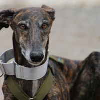 Chencho, 5 ans, un cœur sur pattes à adopter ! ❤️