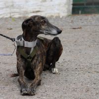 Chencho, 5 ans, un cœur sur pattes à adopter ! ❤️ #5