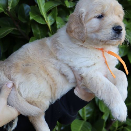 Adorable petits chiots golden retriever #3