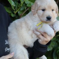 Adorable petits chiots golden retriever