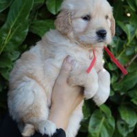 Adorable petits chiots golden retriever #2