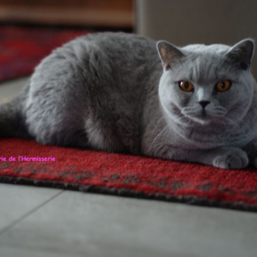 Femelle british shorthair  cherche panier retraite #0