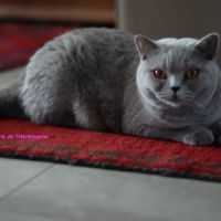 Femelle british shorthair  cherche panier retraite