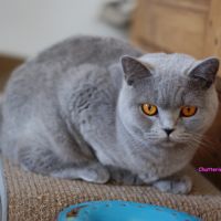 Femelle british shorthair  cherche panier retraite #2