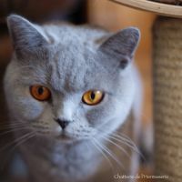 Femelle british shorthair  cherche panier retraite #3