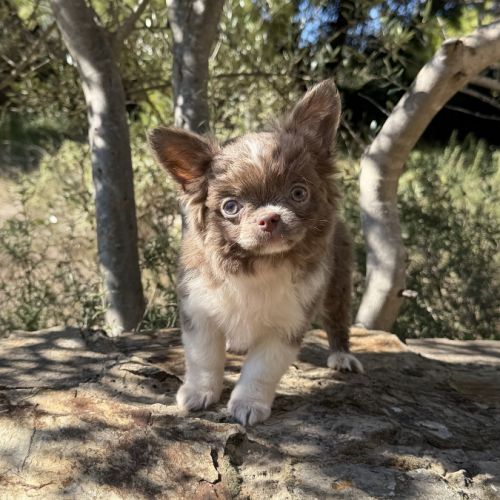 Femelle chihuahua lavande poils long #3