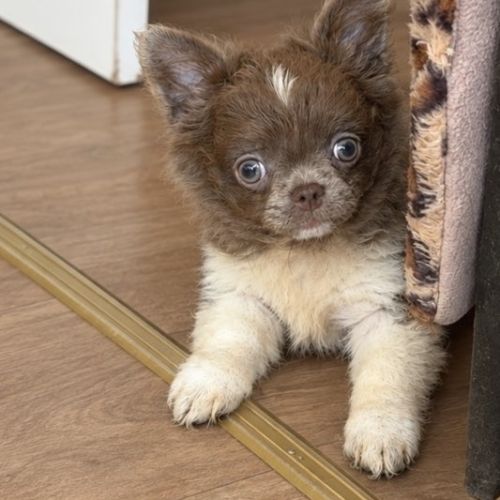 Femelle chihuahua lavande poils long