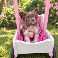 Femelle chihuahua lavande poils long