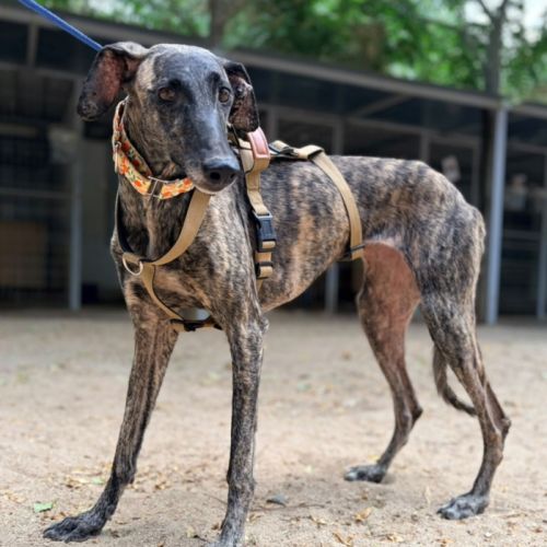 Claudia, adorable galga #1