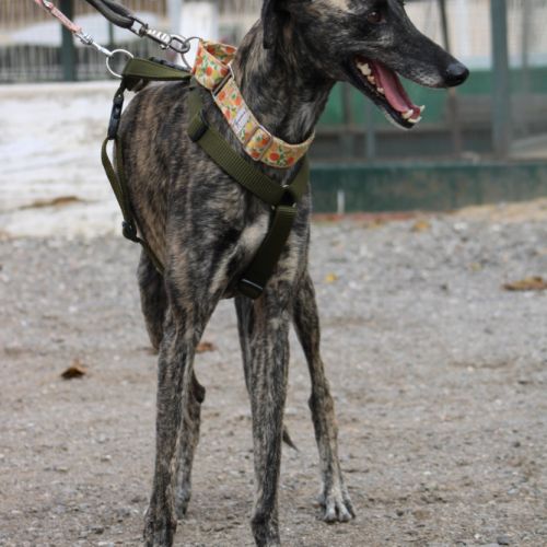 Claudia, adorable galga #2