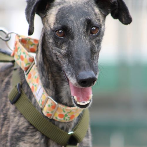 Claudia, adorable galga #0